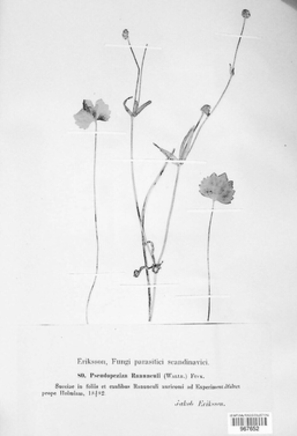 Pseudopeziza ranunculi image